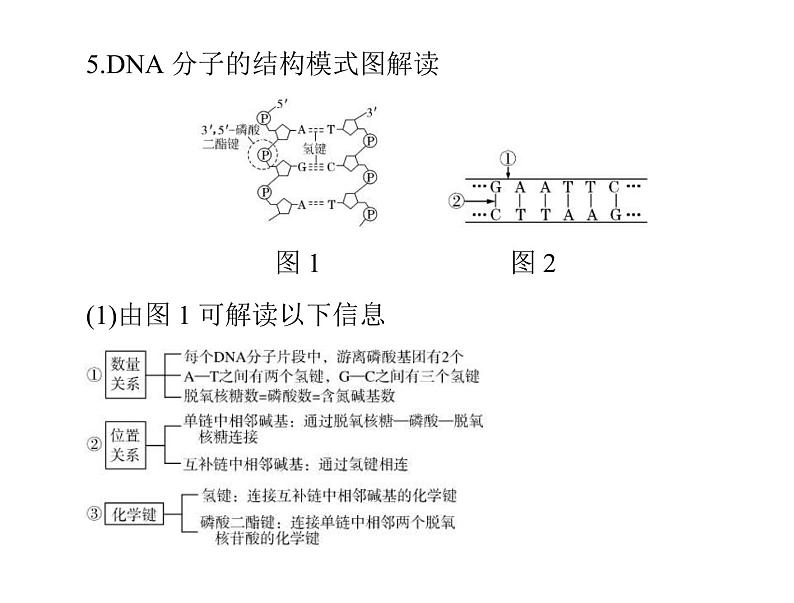 2020年高考生物一轮复习课件：必修2 第3章 第2、3、4节 DNA分子的结构、DNA的复制及基因是有遗传效应的DNA片段(含答案)05