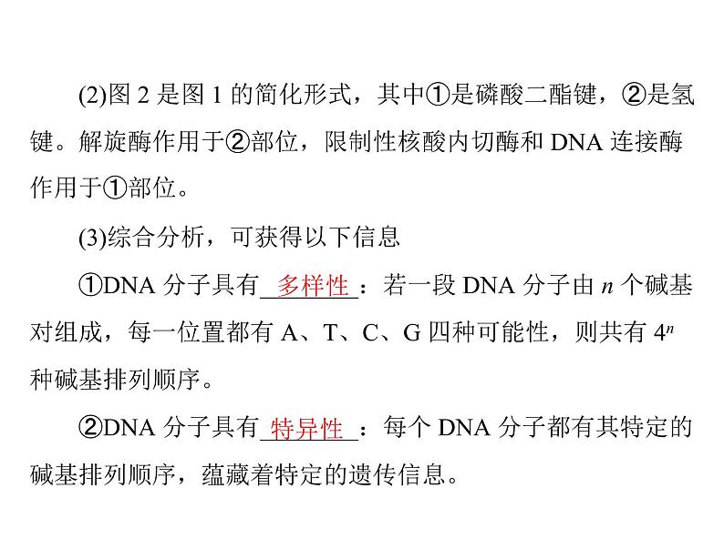 2020年高考生物一轮复习课件：必修2 第3章 第2、3、4节 DNA分子的结构、DNA的复制及基因是有遗传效应的DNA片段(含答案)06