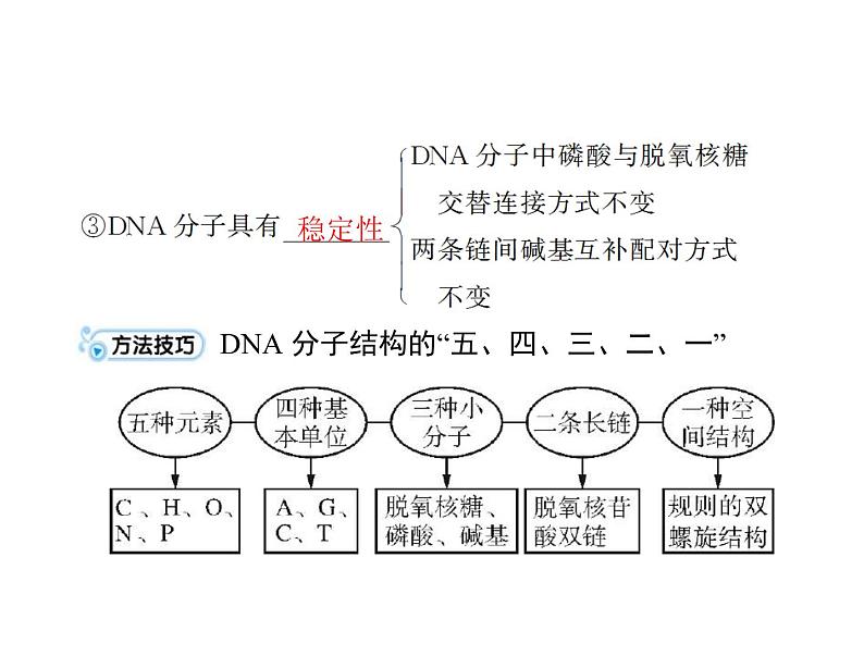 2020年高考生物一轮复习课件：必修2 第3章 第2、3、4节 DNA分子的结构、DNA的复制及基因是有遗传效应的DNA片段(含答案)07