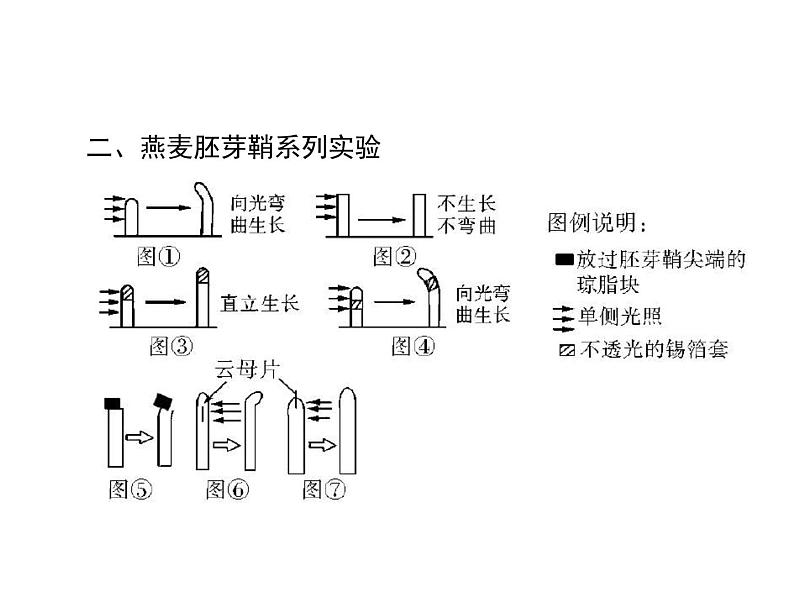 2020年高考生物一轮复习课件：必修3 第3章 第1、2、3节 植物生长素的发现、生长素的生理作用及其他植物激素(含答案)07