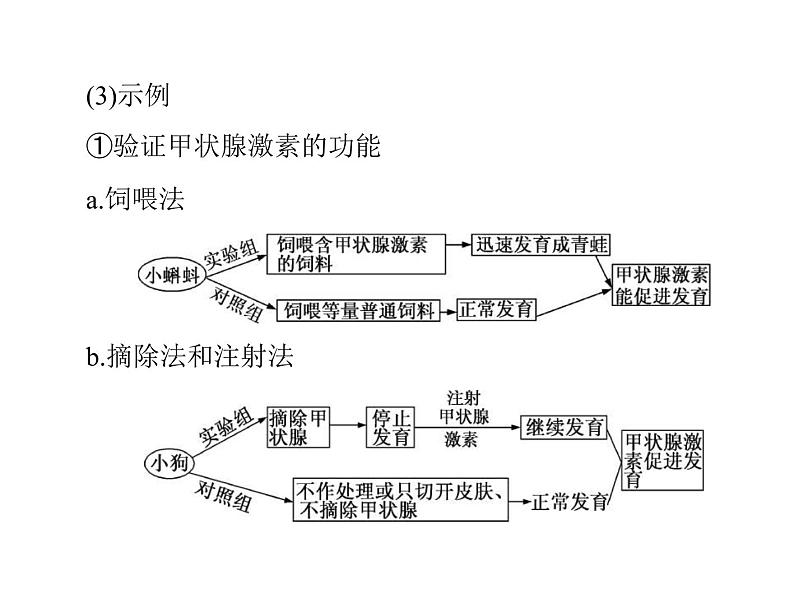 2020年高考生物一轮复习课件：必修3 第2章 第2、3节 通过激素的调节、神经调节与体液调节的关系(含答案)07