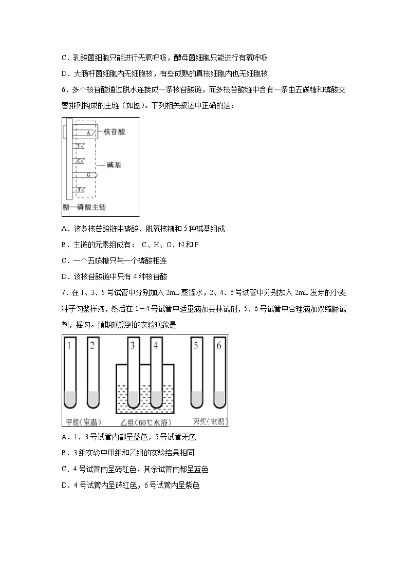 【生物】辽宁省沈阳铁路实验中学2018-2019学年高二6月月考试题（解析版）第2页