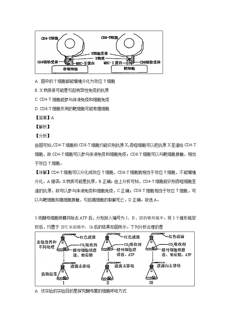 【生物】四川省达州市普通高中2018-2019学年高二下学期第二次诊断性测试理科综合试题 （解析版）第3页