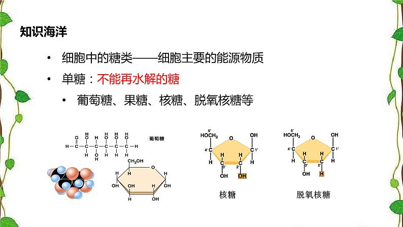 人教版（2019）高中生物必修1第二章第三节《细胞中的糖类和脂质》（共17张ppt）06