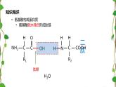 人教版（2019）高中生物必修1第二章第四节《蛋白质是生命活动的主要承担者》第二课时（共13张ppt）