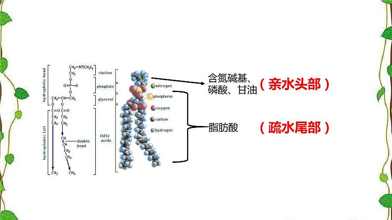 人教版（2019）高中生物必修1第三章第一节《细胞膜的结构和功能》第二课时（共20张ppt）06