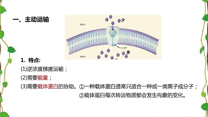 人教版（2019）高中生物必修1第四章第二节《主动运输与胞吞、胞吐》（共16张ppt）05