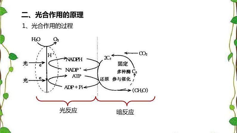 人教版（2019）高中生物必修1第五章第四节《光合作用的原理和应用》第一课时（共17张ppt）08