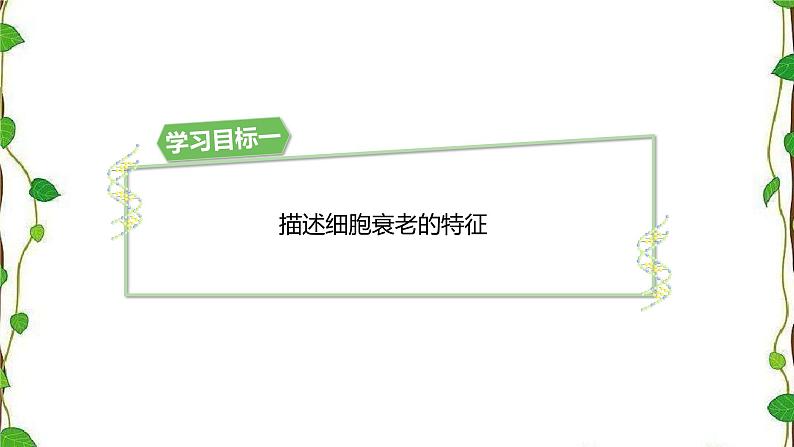 人教版（2019）高中生物必修1第六章第三节《细胞的衰老和死亡》（共21张ppt）03