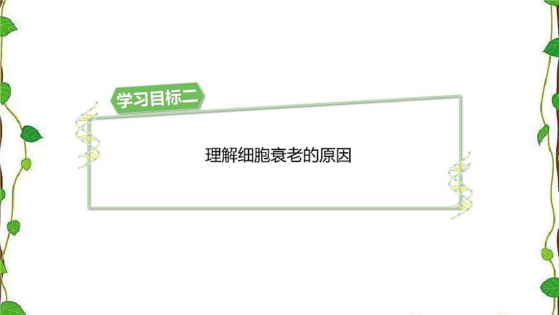 人教版（2019）高中生物必修1第六章第三节《细胞的衰老和死亡》（共21张ppt）06