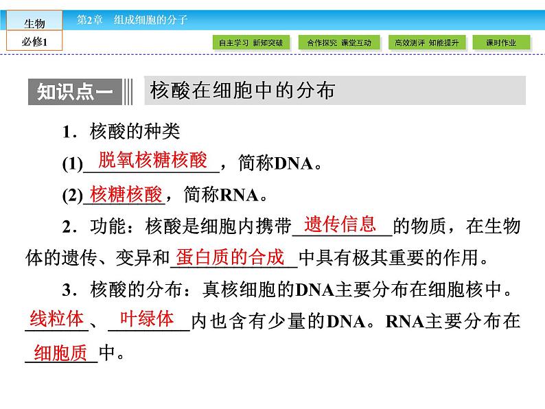 （人教版）高中生物必修一：2.3《遗传信息的携带者——核酸》课件（共45 张PPT）04