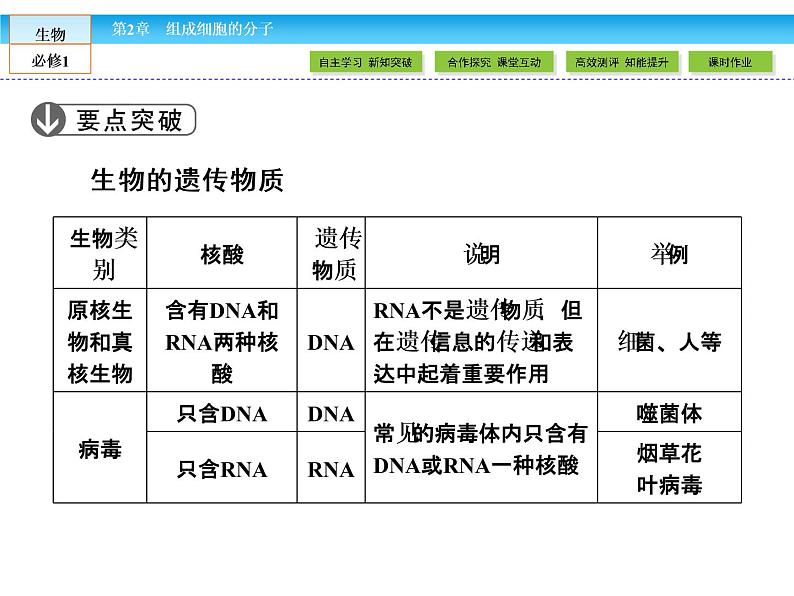 （人教版）高中生物必修一：2.3《遗传信息的携带者——核酸》课件（共45 张PPT）06