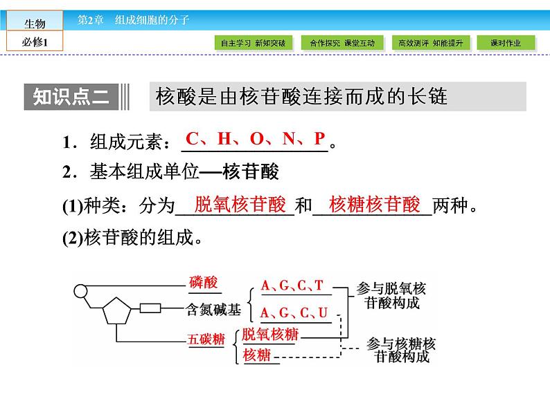 （人教版）高中生物必修一：2.3《遗传信息的携带者——核酸》课件（共45 张PPT）08