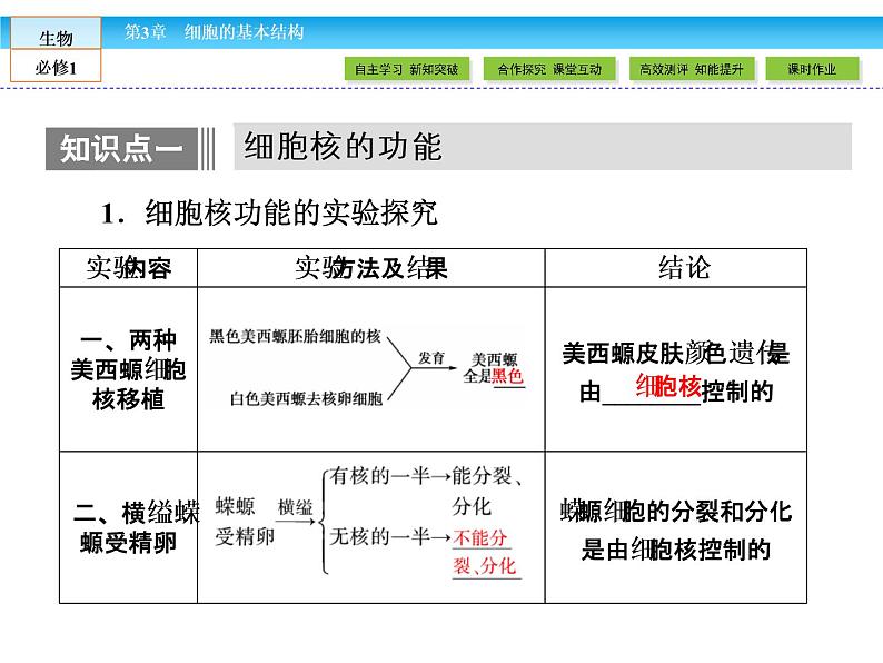 （人教版）高中生物必修一：3.3《细胞核——系统的控制中心》课件（共42 张PPT）04