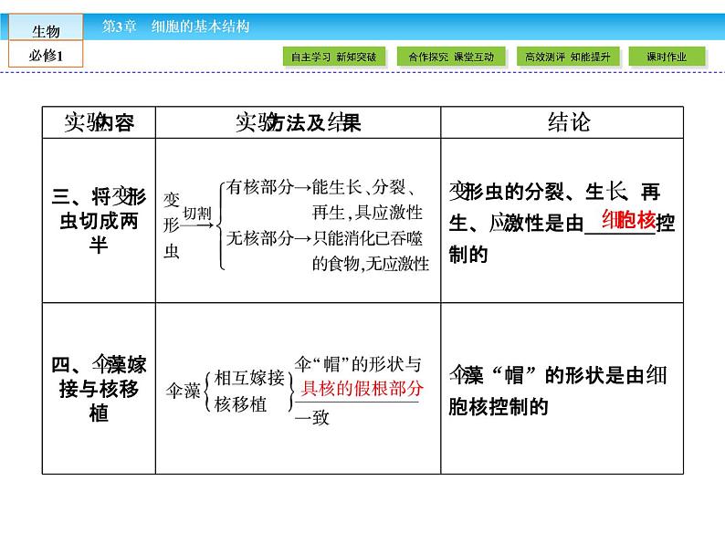 （人教版）高中生物必修一：3.3《细胞核——系统的控制中心》课件（共42 张PPT）05