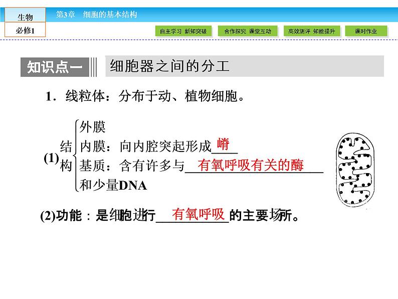 （人教版）高中生物必修一：3.2《细胞器——系统内的分工合作》课件（共 78张PPT）04