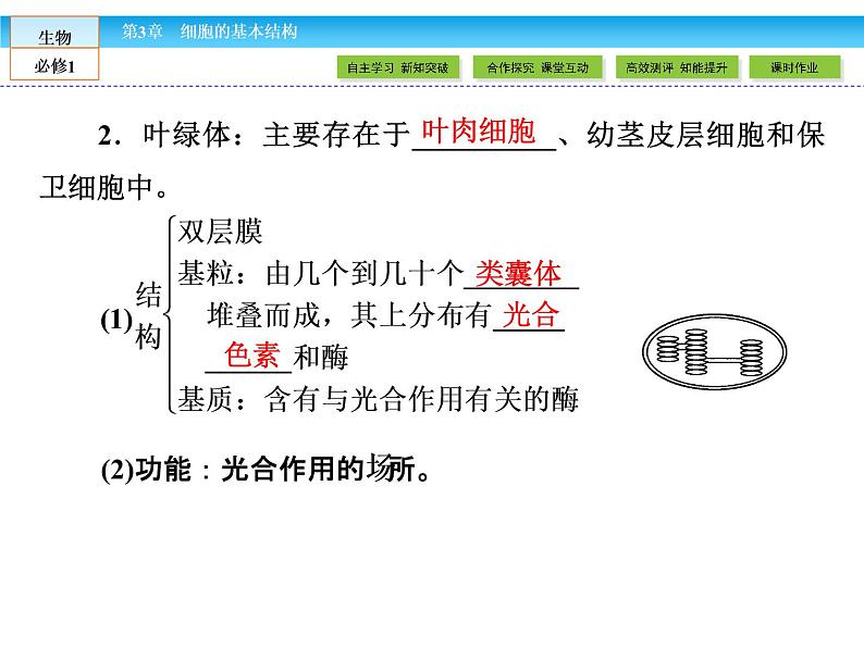 （人教版）高中生物必修一：3.2《细胞器——系统内的分工合作》课件（共 78张PPT）05