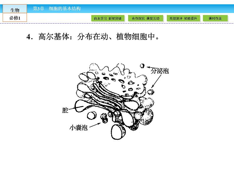 （人教版）高中生物必修一：3.2《细胞器——系统内的分工合作》课件（共 78张PPT）07