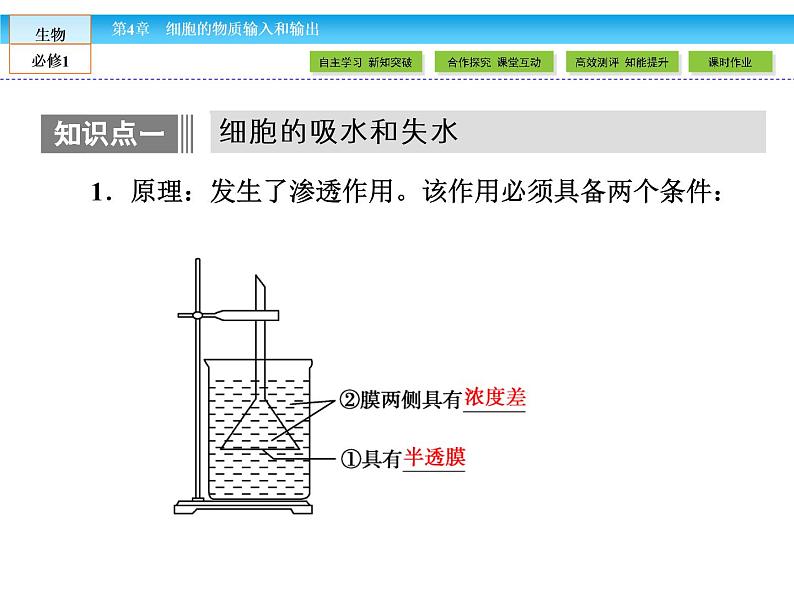 （人教版）高中生物必修一：4.1《物质跨膜运输的实例》课件（共57 张PPT）05