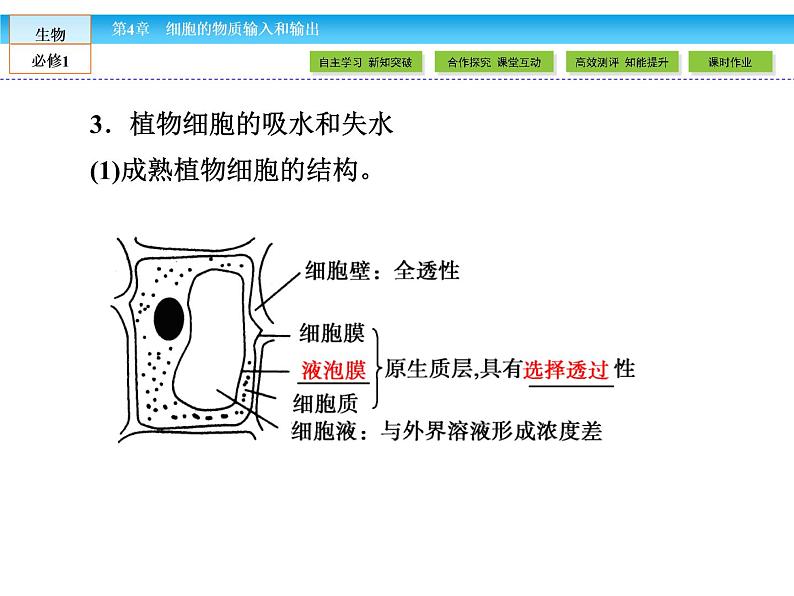 （人教版）高中生物必修一：4.1《物质跨膜运输的实例》课件（共57 张PPT）07