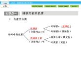 （人教版）高中生物必修一：5.4《捕获光能的色素和结构》课件（共45 张PPT）