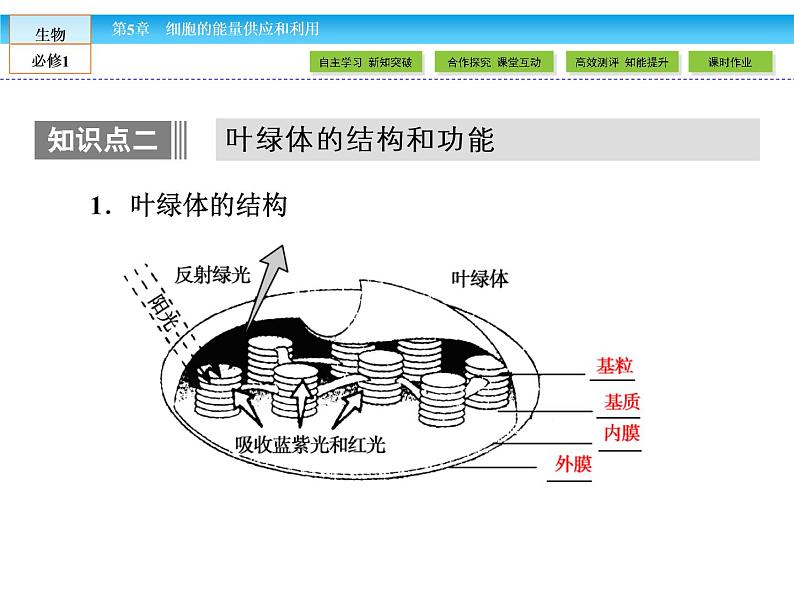 （人教版）高中生物必修一：5.4《捕获光能的色素和结构》课件（共45 张PPT）08