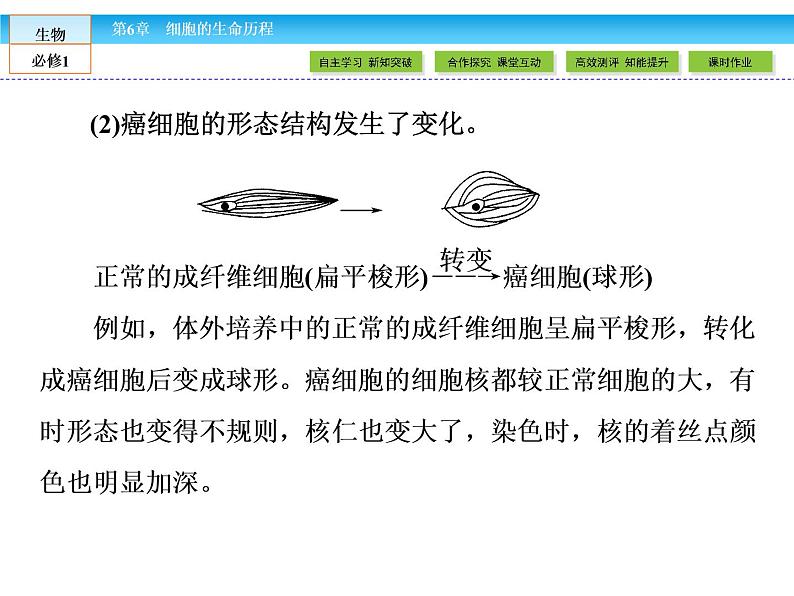 （人教版）高中生物必修一：6.4《细胞的癌变》课件（共37 张PPT）08