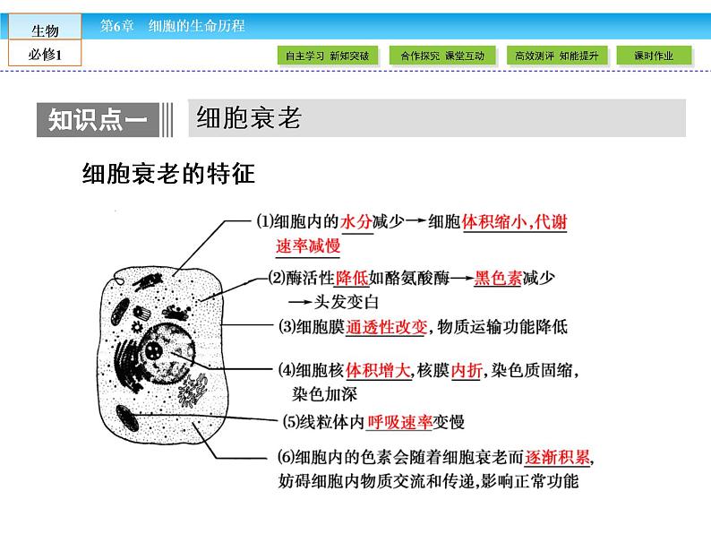 （人教版）高中生物必修一：6.3《细胞的衰老和凋亡》课件（共 41张PPT）04