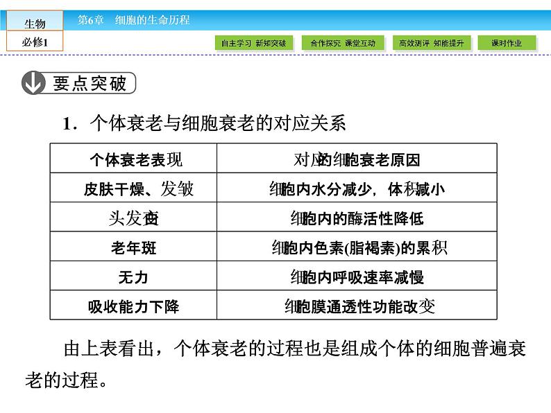 （人教版）高中生物必修一：6.3《细胞的衰老和凋亡》课件（共 41张PPT）06