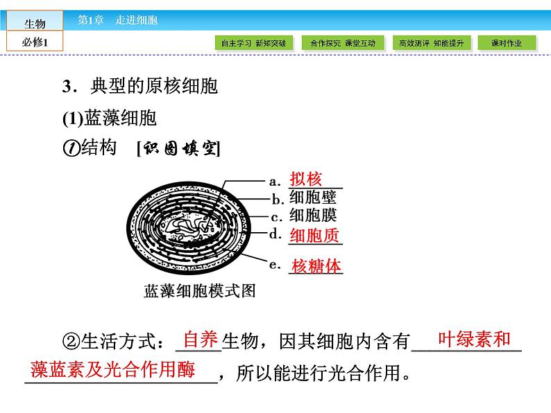 （人教版）高中生物必修一：1.2《细胞的多样性和统一性》课件（共 59张PPT）第5页