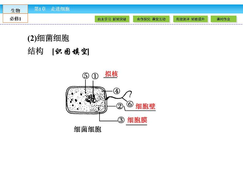 （人教版）高中生物必修一：1.2《细胞的多样性和统一性》课件（共 59张PPT）第6页