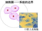 高一生物人教版必修一课件：3.1细胞膜 系统的边界课件（共27 张PPT）