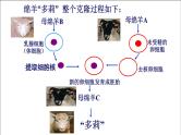 高一生物人教版必修一课件：3.3细胞核——系统的控制中心课件（共35 张PPT）