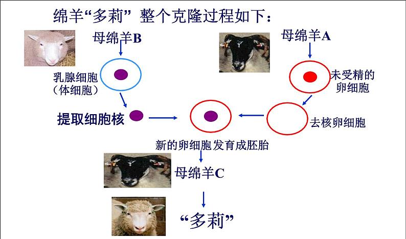 高一生物人教版必修一课件：3.3细胞核——系统的控制中心课件（共35 张PPT）03