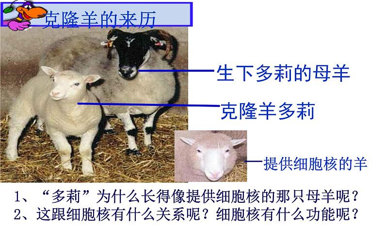 高一生物人教版必修一课件：3.3细胞核——系统的控制中心课件（共35 张PPT）04