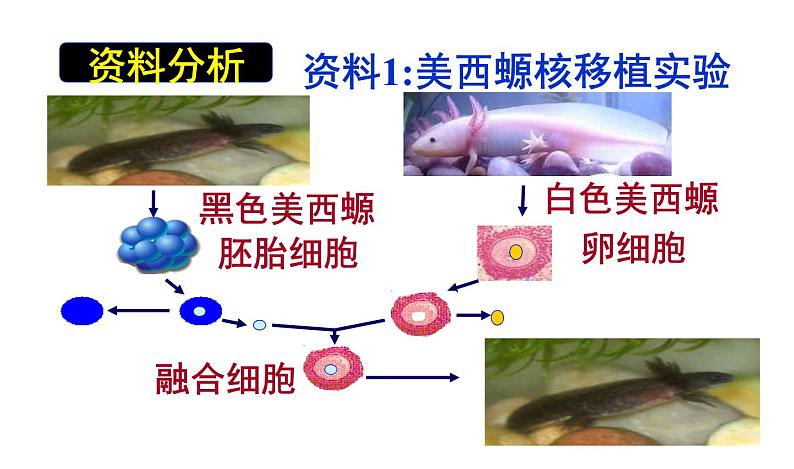 高一生物人教版必修一课件：3.3细胞核——系统的控制中心课件（共35 张PPT）06