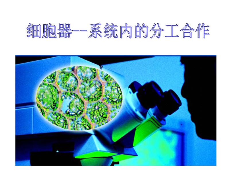 高一生物人教版必修一课件： 3.2 细胞器--系统内的分工合作课件（共34 张PPT）01