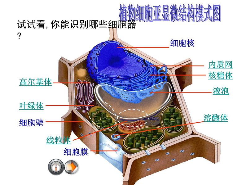 高一生物人教版必修一课件： 3.2 细胞器--系统内的分工合作课件（共34 张PPT）02