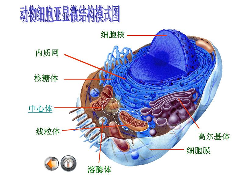 高一生物人教版必修一课件： 3.2 细胞器--系统内的分工合作课件（共34 张PPT）03