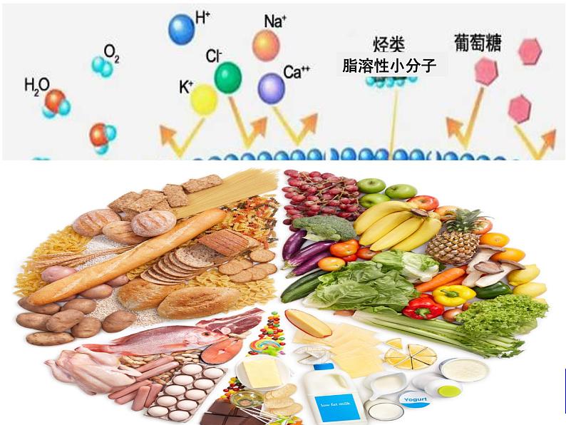 高一生物人教版必修一课件：4.3物质跨膜运输的方式课件（共24 张PPT）02