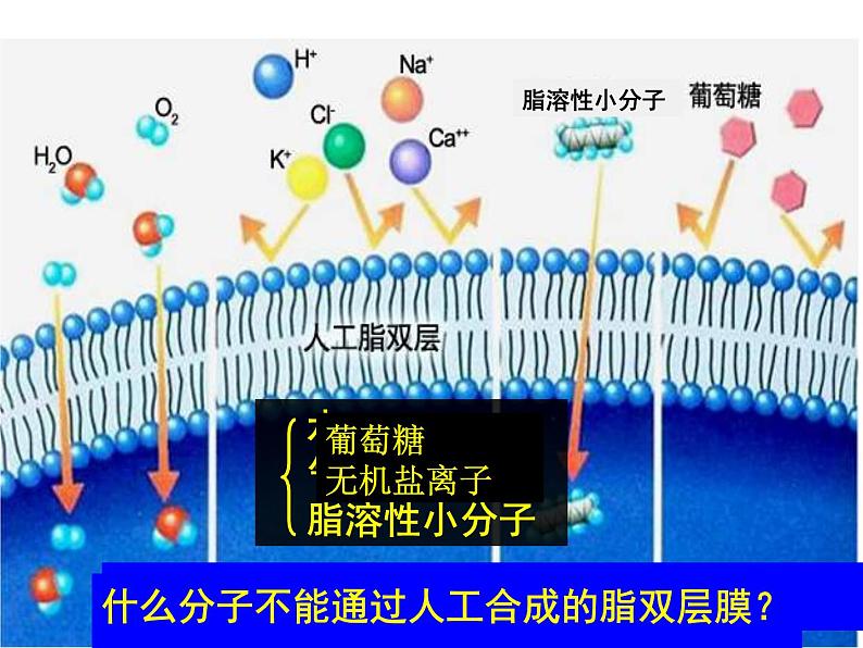 高一生物人教版必修一课件：4.3物质跨膜运输的方式课件（共24 张PPT）03