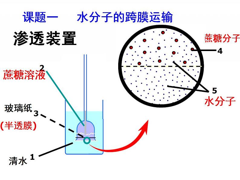 高一生物人教版必修一课件：4.1物质跨膜运输的实例课件（共 40张PPT）03