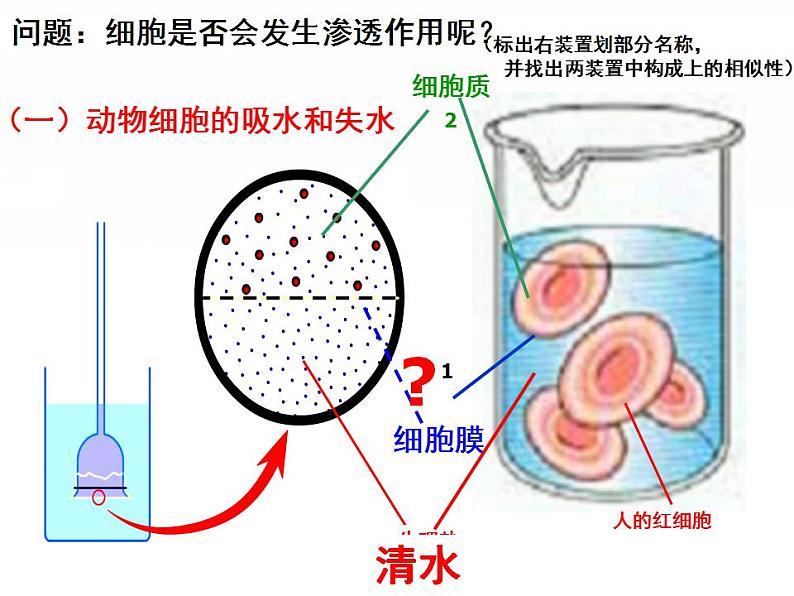 高一生物人教版必修一课件：4.1物质跨膜运输的实例课件（共 40张PPT）08