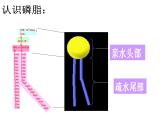 高一生物人教版必修一课件：4.2生物膜的流动镶嵌模型课件（共28 张PPT）