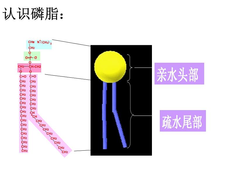 高一生物人教版必修一课件：4.2生物膜的流动镶嵌模型课件（共28 张PPT）05