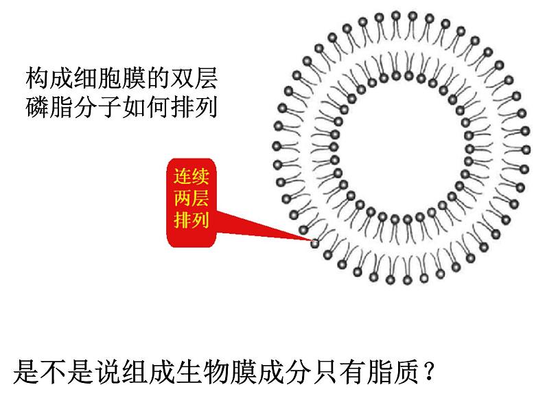 高一生物人教版必修一课件：4.2生物膜的流动镶嵌模型课件（共28 张PPT）08