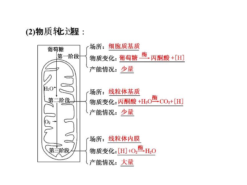 高一生物人教版必修一课件：5.3ATP的主要来源——细胞呼吸课件（共39 张PPT）06