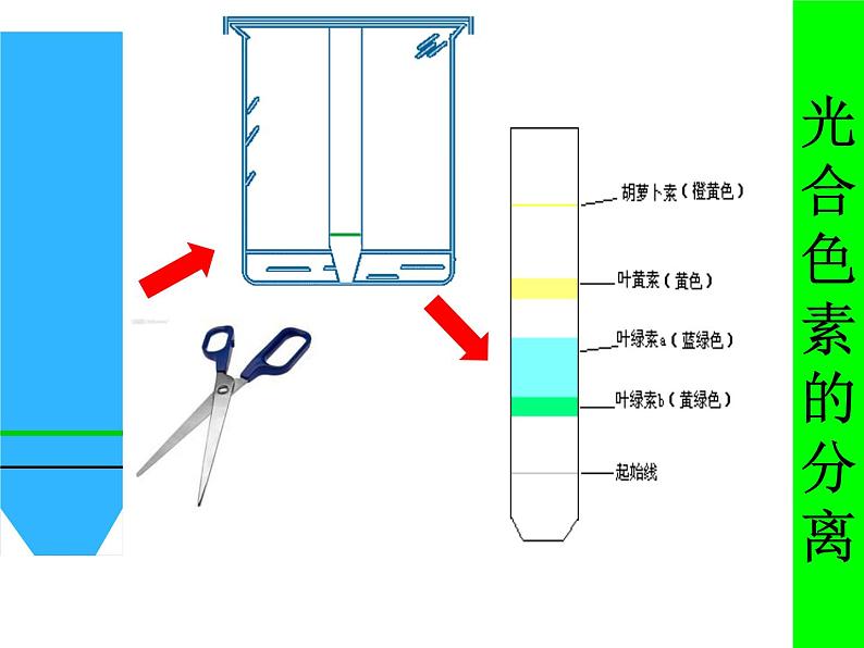 高一生物人教版必修一课件：5.4能量之源-光与光合作用课件（共52 张PPT）08