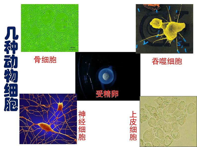 高一生物人教版必修一课件：6.2细胞的分化课件（共28 张PPT）02