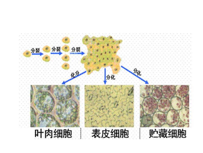 高一生物人教版必修一课件：6.2细胞的分化课件（共28 张PPT）05